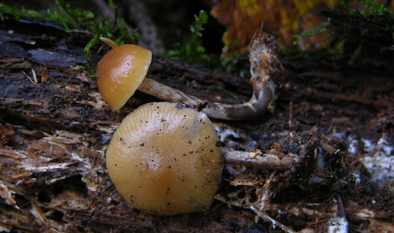 Galerina da determinare n0046(2007)